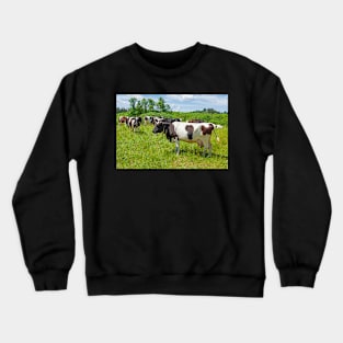 A herd of Holstein Friesian cows grazing on a pasture under blue cloudy sky Crewneck Sweatshirt